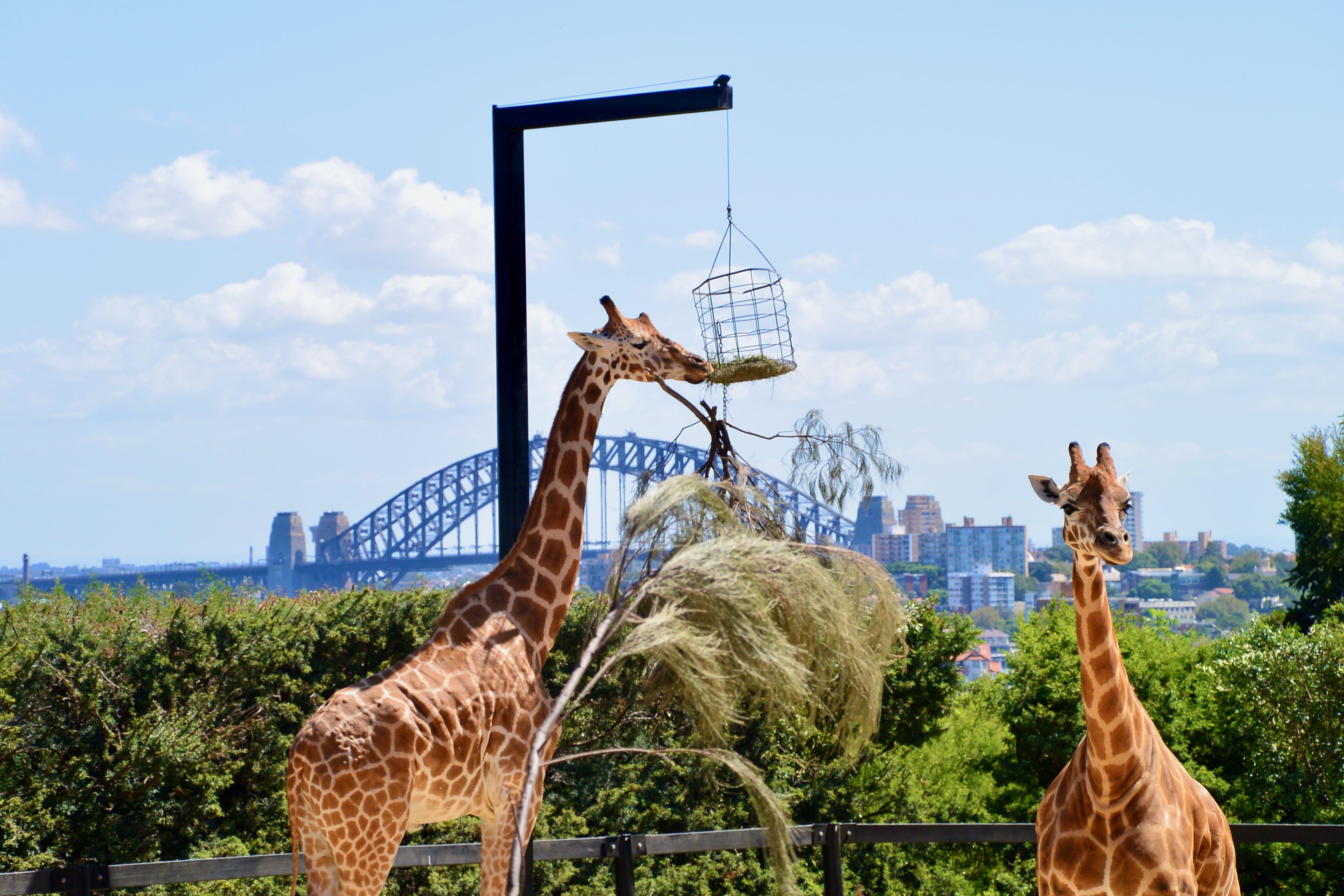 Girafes Zoo de Sydney