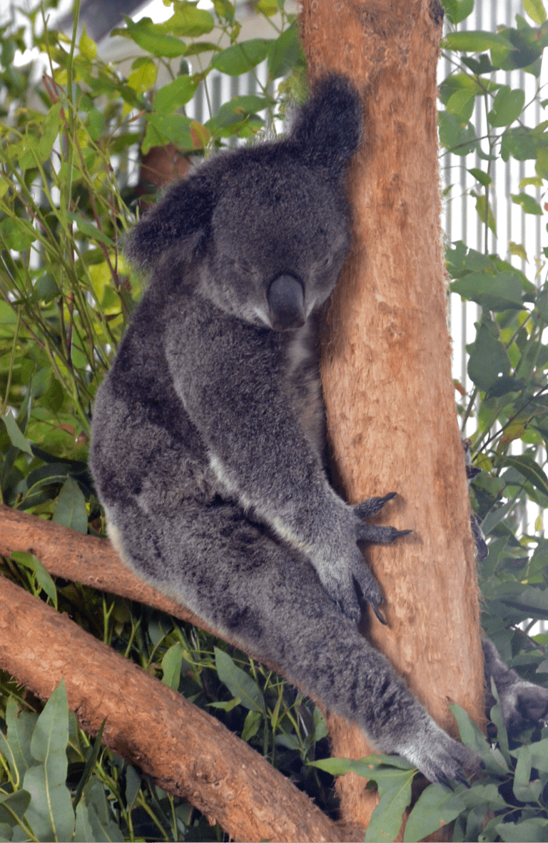 Koala1