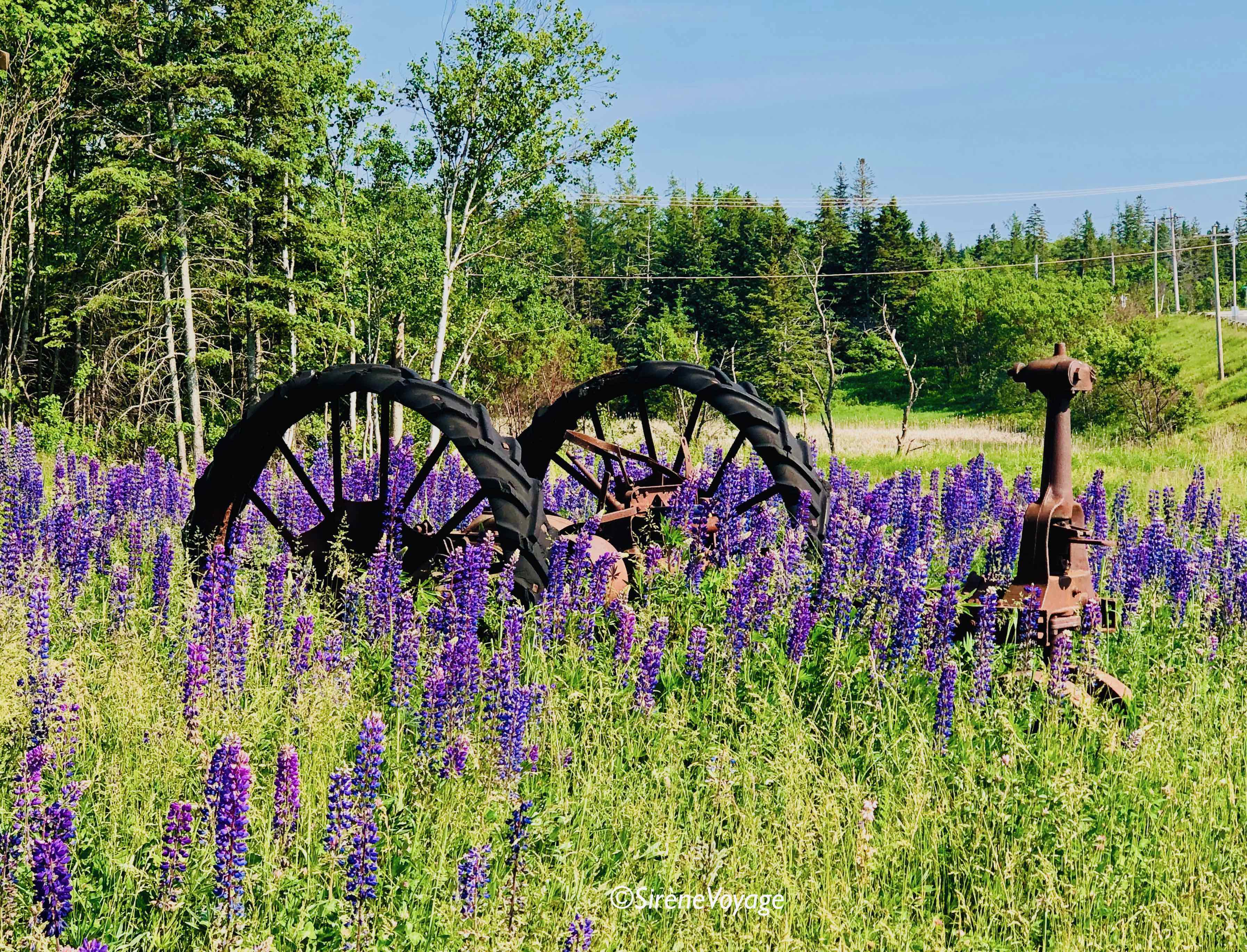 PEI Lupins